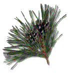 pine