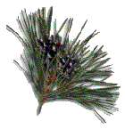 pine